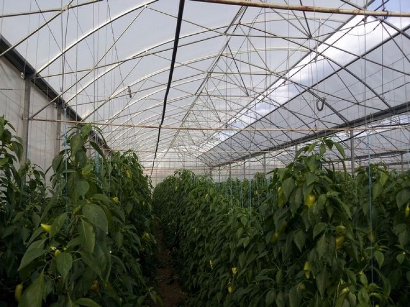 Počekovina – Serbia