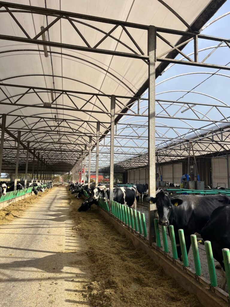 Roof foil replacement on a livestock farm in Denmark